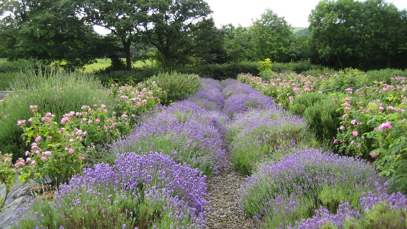 Organic Gardens with Rosemary, Lavender and Damask Rose growing in close proximity