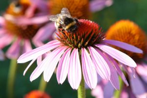 Echinacea tops