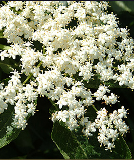 Elder flowers