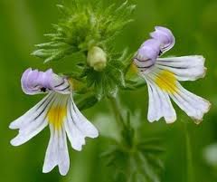 Eyebright herb