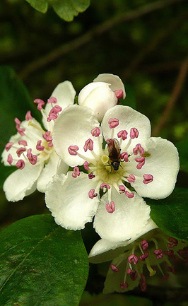 Hawthorn flowers