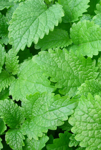 Lemon balm herb