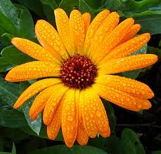 Marigold flowers