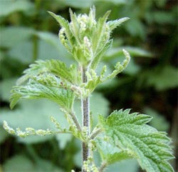 Nettle leaf