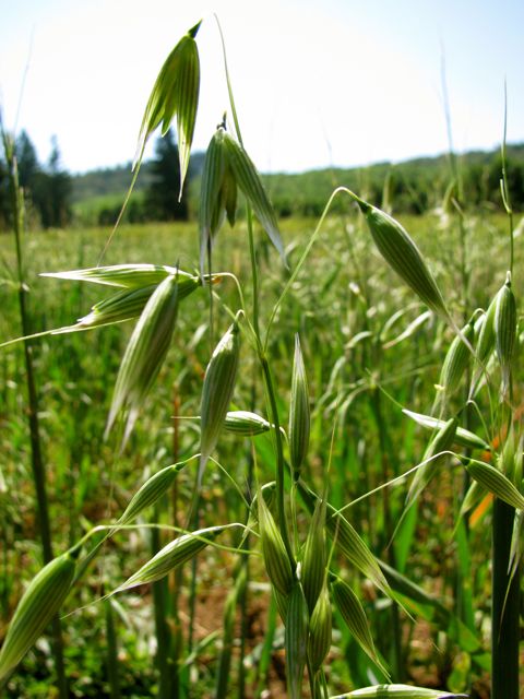 Oat flowering tops