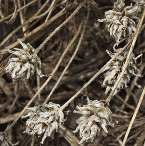Psyllium seeds