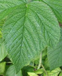raspberry leaf