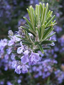 Rosemary herb