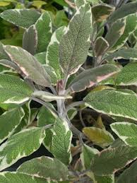 Sage herb
