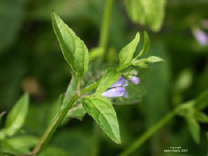 Skullcap herb