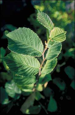 Slippery elm bark powder
