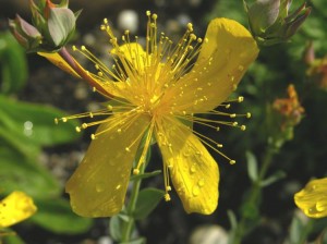St John's wort flowering tops