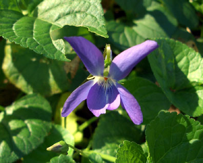 Sweet Violet