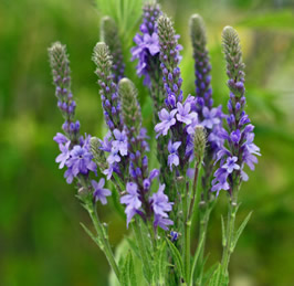 Vervain herb
